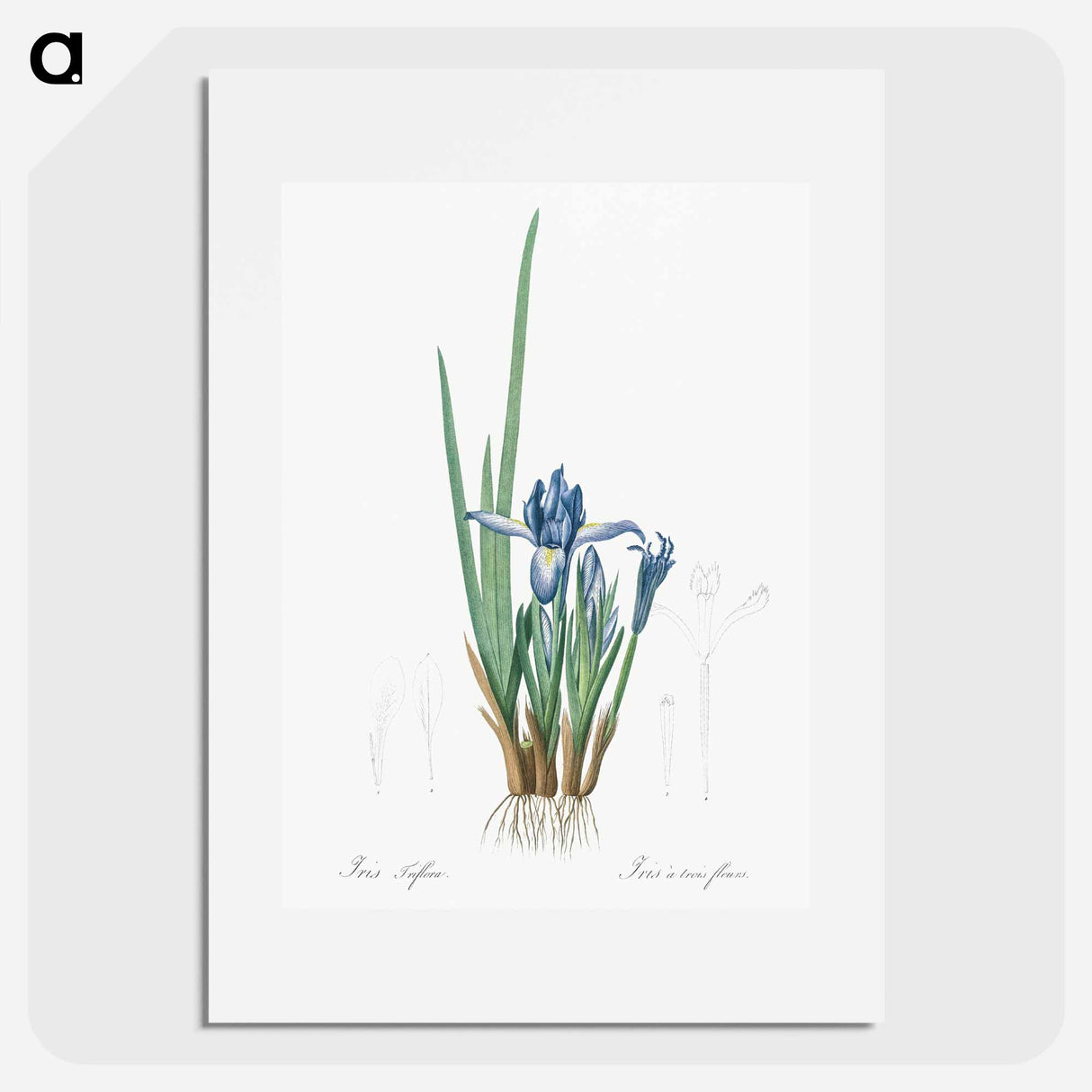 Milky iris illustration - Pierre Joseph Redouté Poster.