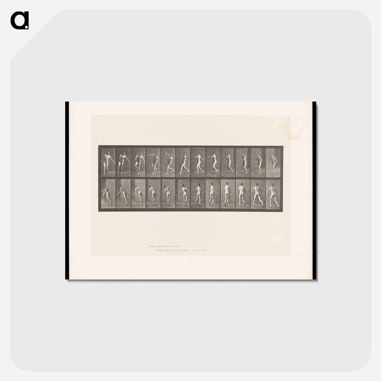 アートポストカード-The Throw
- エドワード マイブリッジ Postcard.