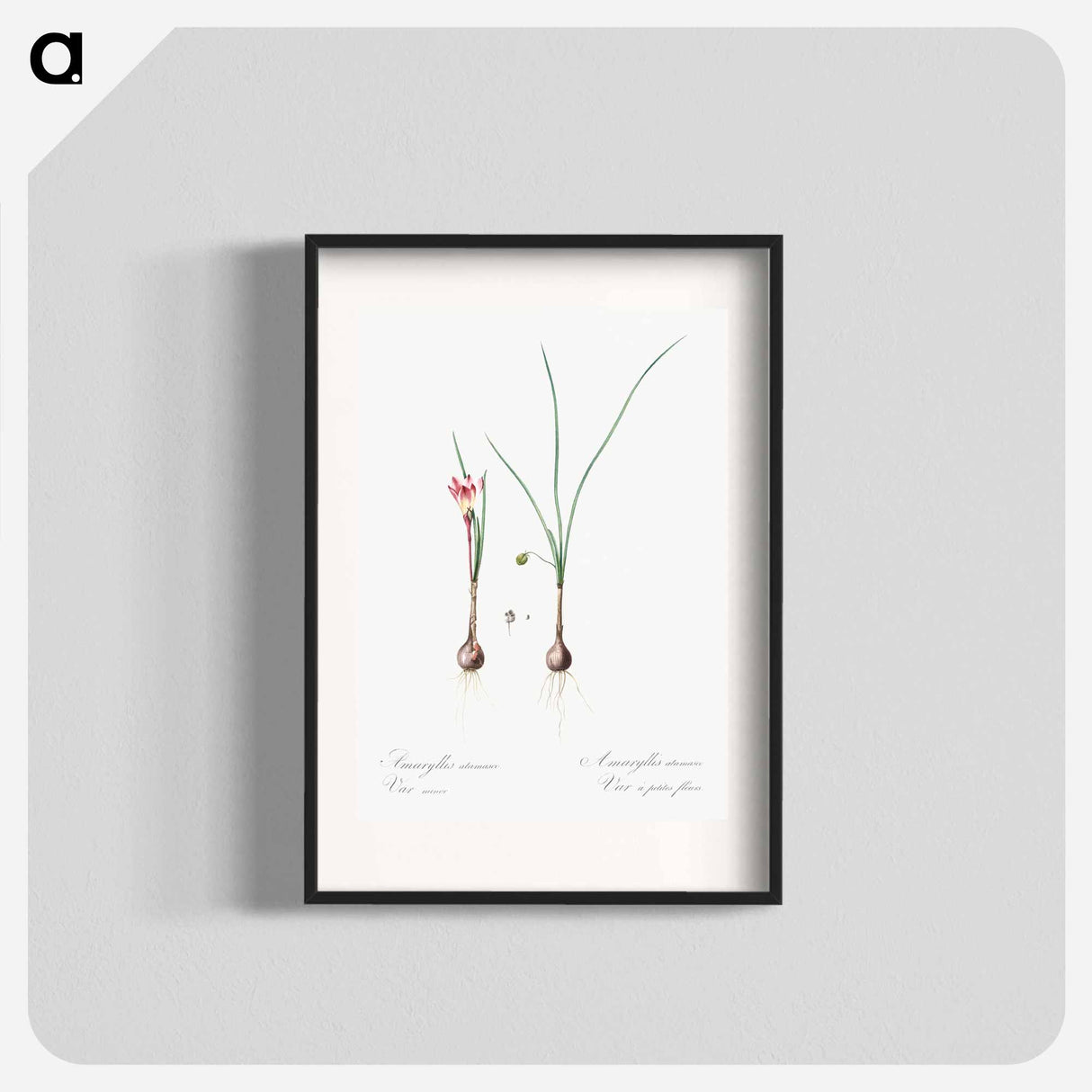 Atamasco lily illustration - Pierre Joseph Redouté Poster.