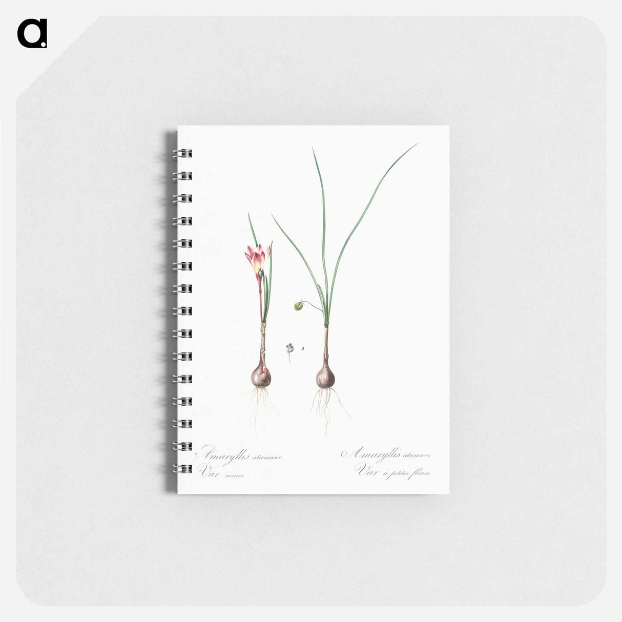アートメモ帳-Atamasco lily illustration - ピエール ジョゼフ ルドゥーテ Memo.