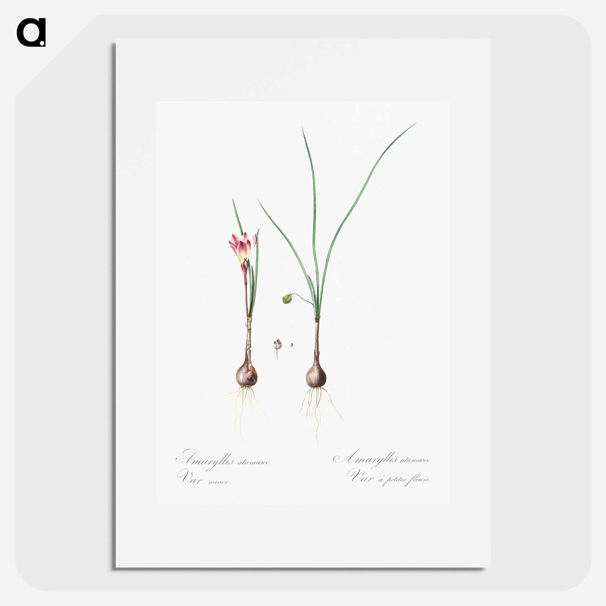 Atamasco lily illustration - Pierre Joseph Redouté Poster.