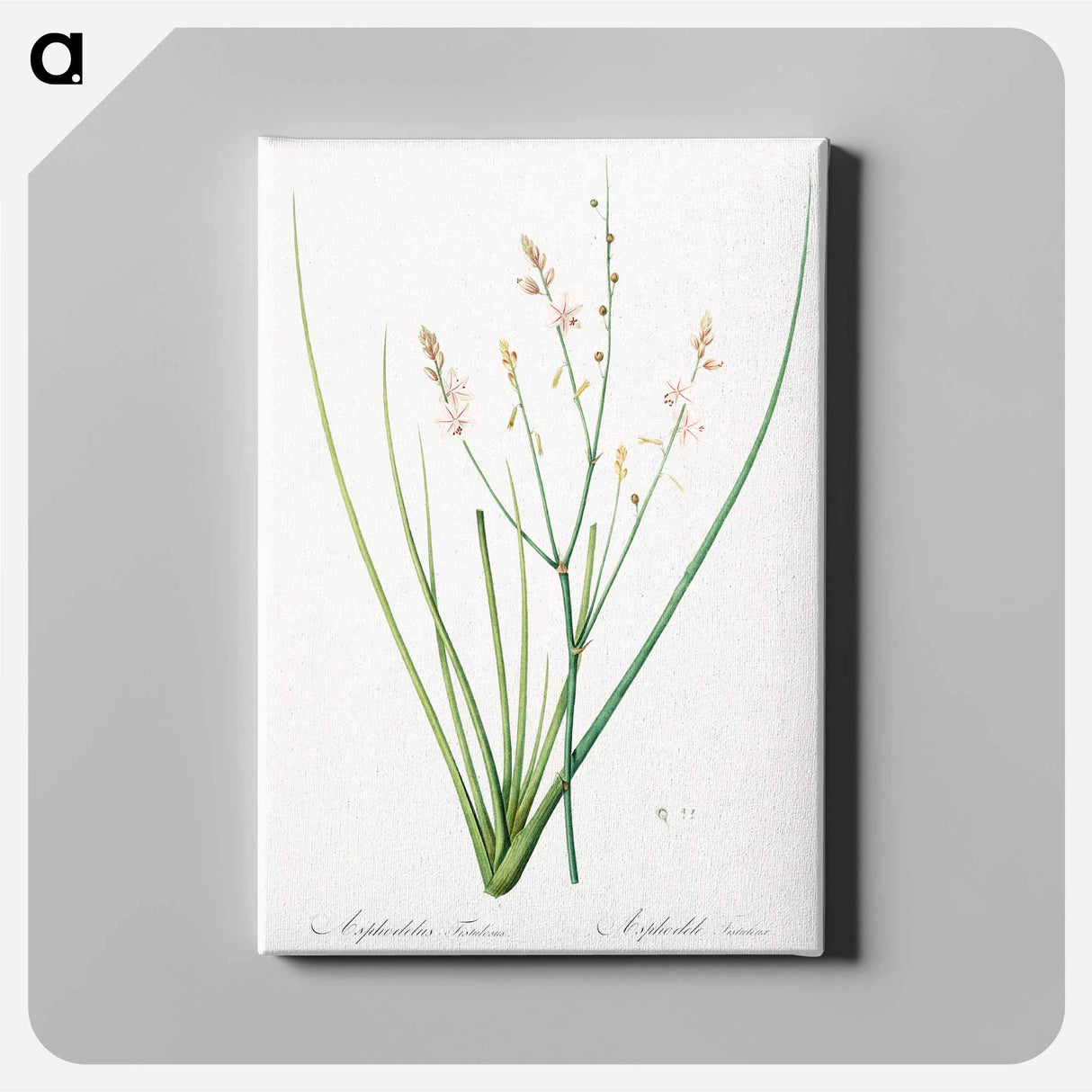 アートパネル-Asphodelus fistulosus illustration - ピエール ジョゼフ ルドゥーテ Canvas.