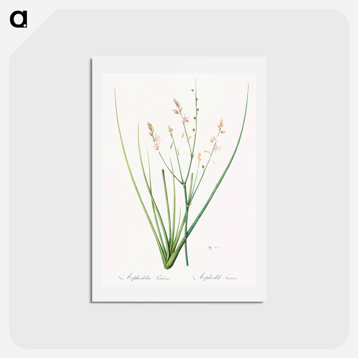 アートポストカード-Asphodelus fistulosus illustration - ピエール ジョゼフ ルドゥーテ Postcard.