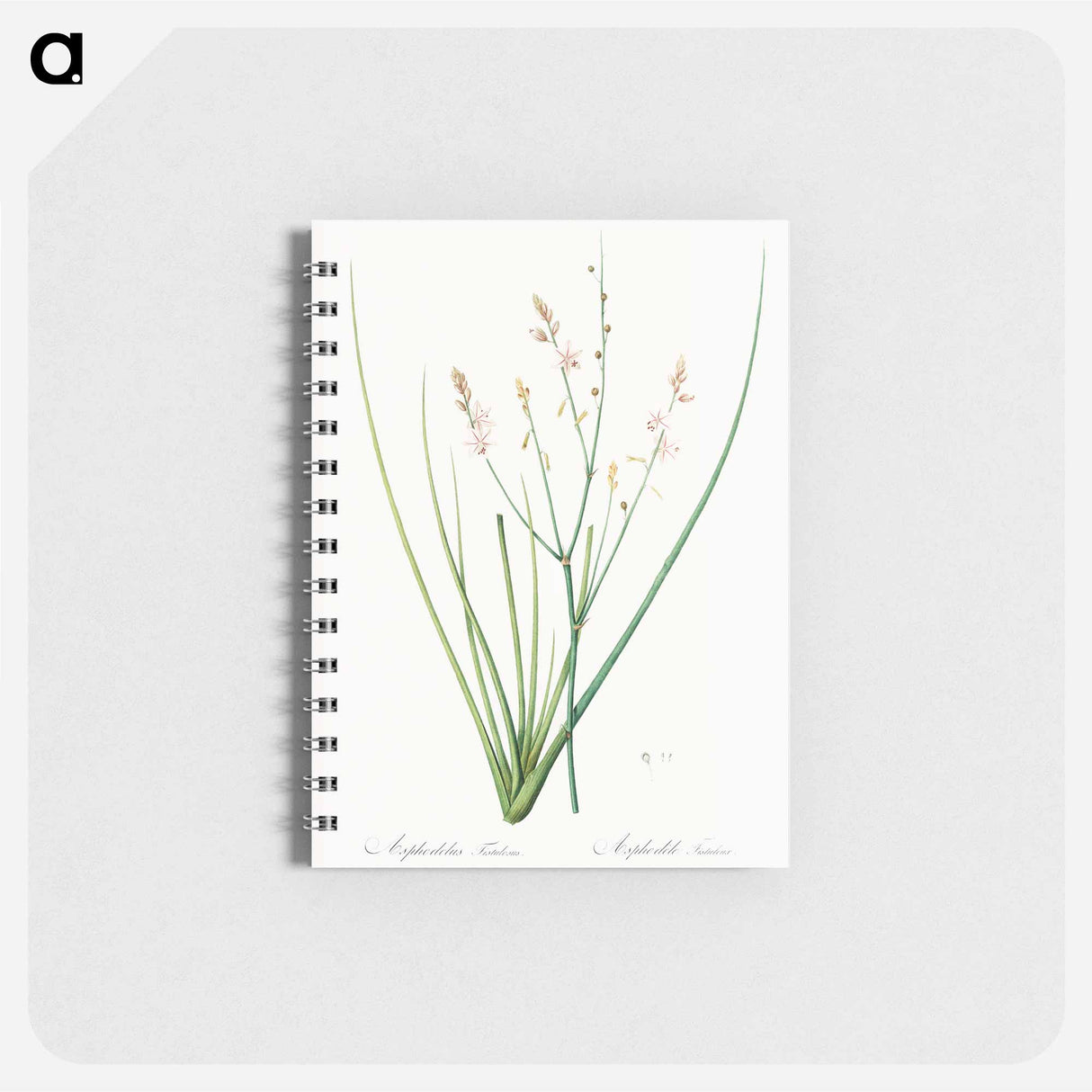 Asphodelus fistulosus illustration - ピエール ジョゼフ ルドゥーテ Memo.