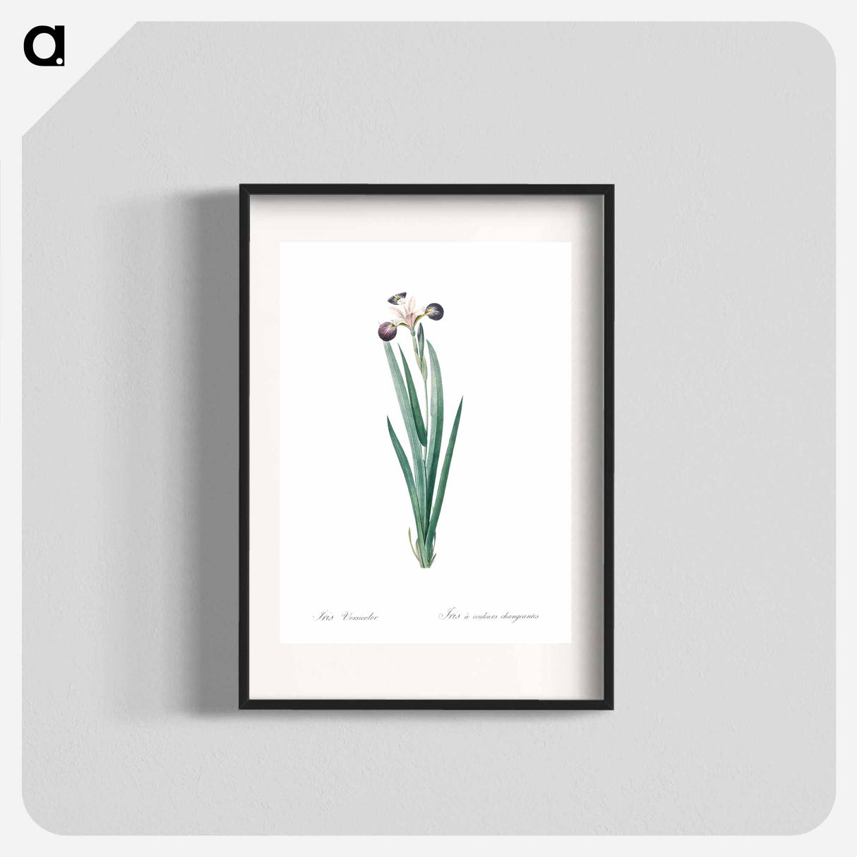 Harlequin blueflag illustration - Pierre Joseph Redouté Poster.