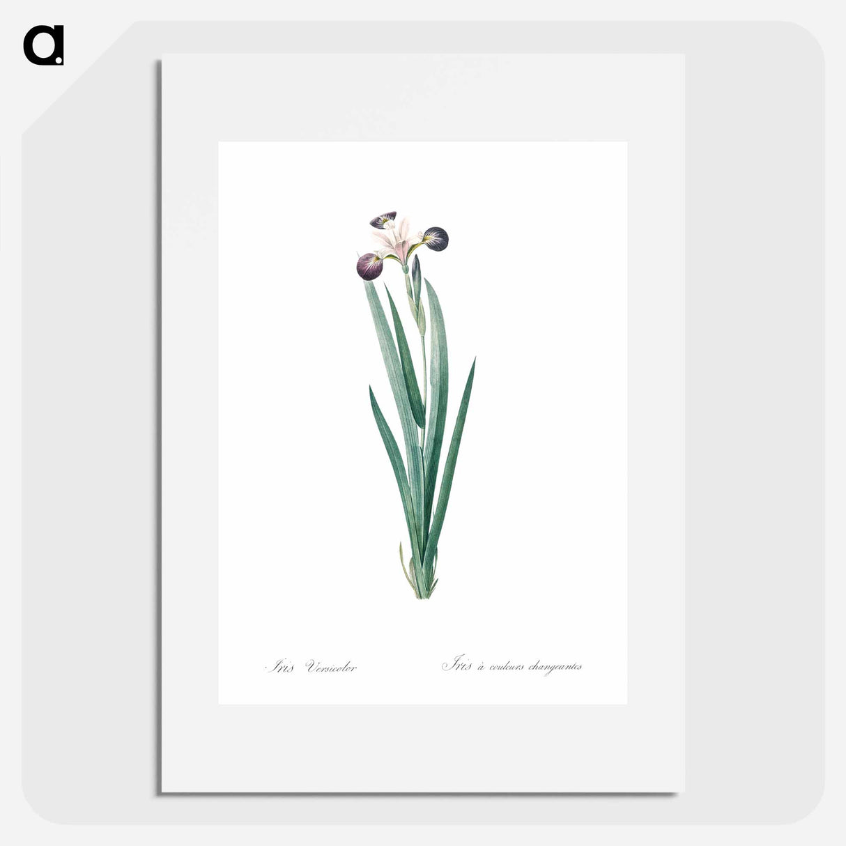 Harlequin blueflag illustration - Pierre Joseph Redouté Poster.