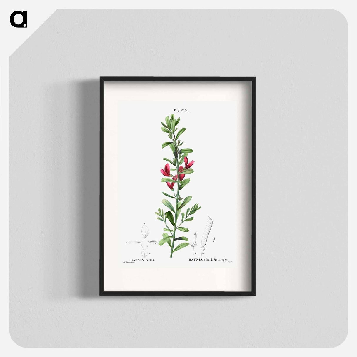 Cocky's tongues - Pierre Joseph Redouté Poster.