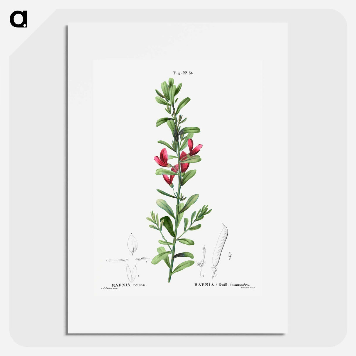 Cocky's tongues - Pierre Joseph Redouté Poster.