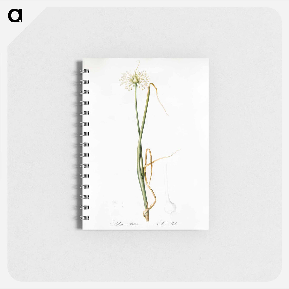 アートメモ帳-Wild onion illustration - ピエール ジョゼフ ルドゥーテ Memo.