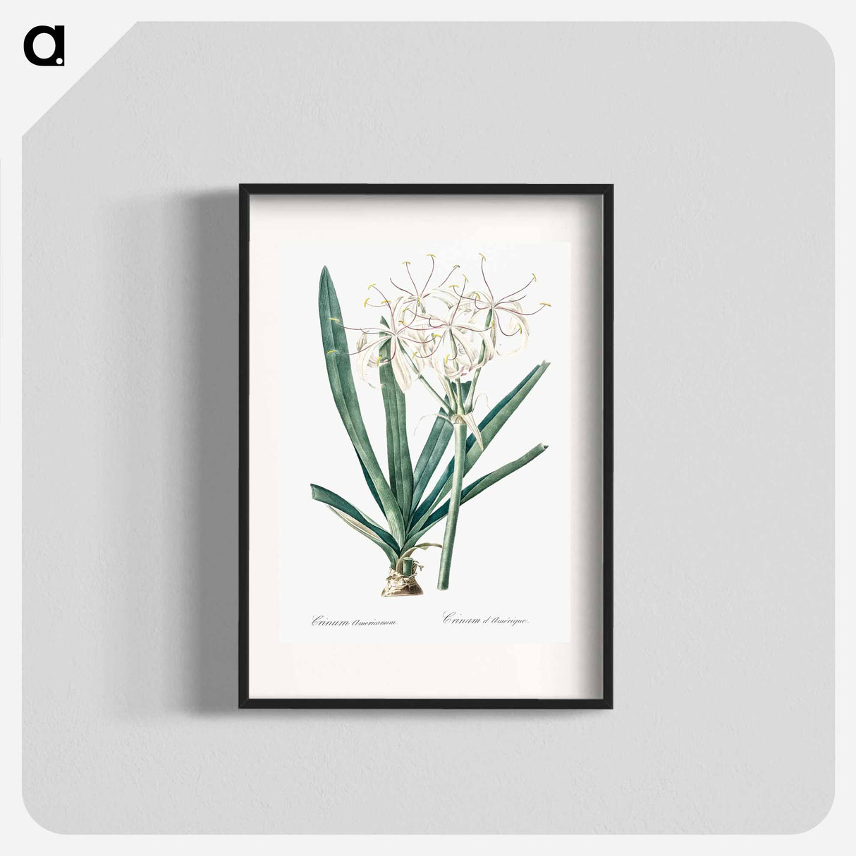 Florida swamp-lily illustration - Pierre Joseph Redouté Poster.