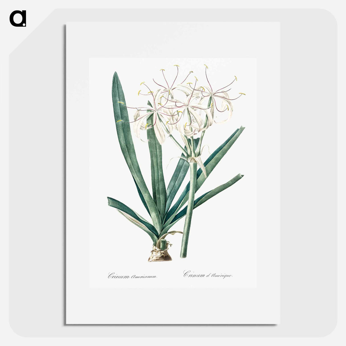 Florida swamp-lily illustration - Pierre Joseph Redouté Poster.