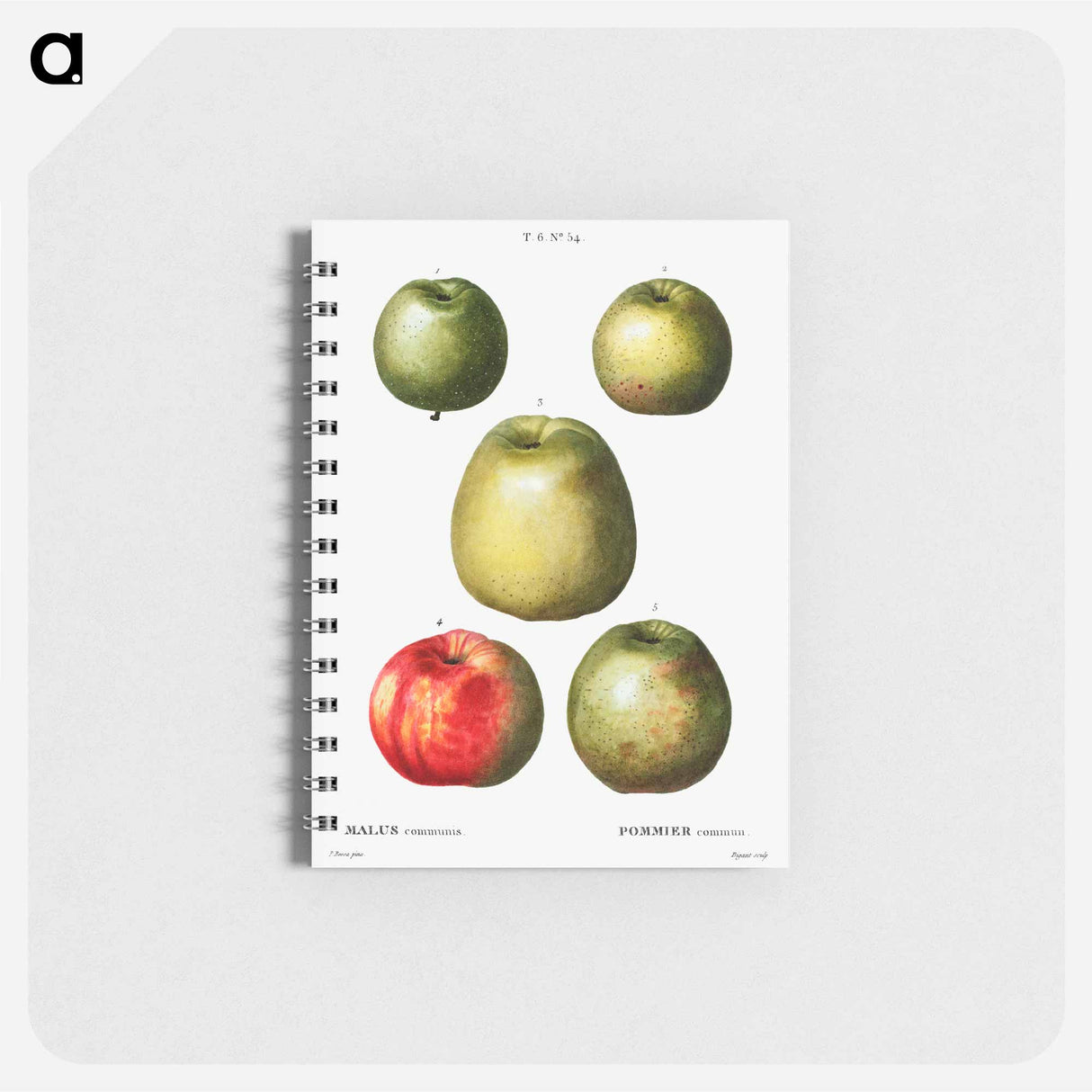 アートメモ帳-Apple - ピエール ジョゼフ ルドゥーテ Memo.
