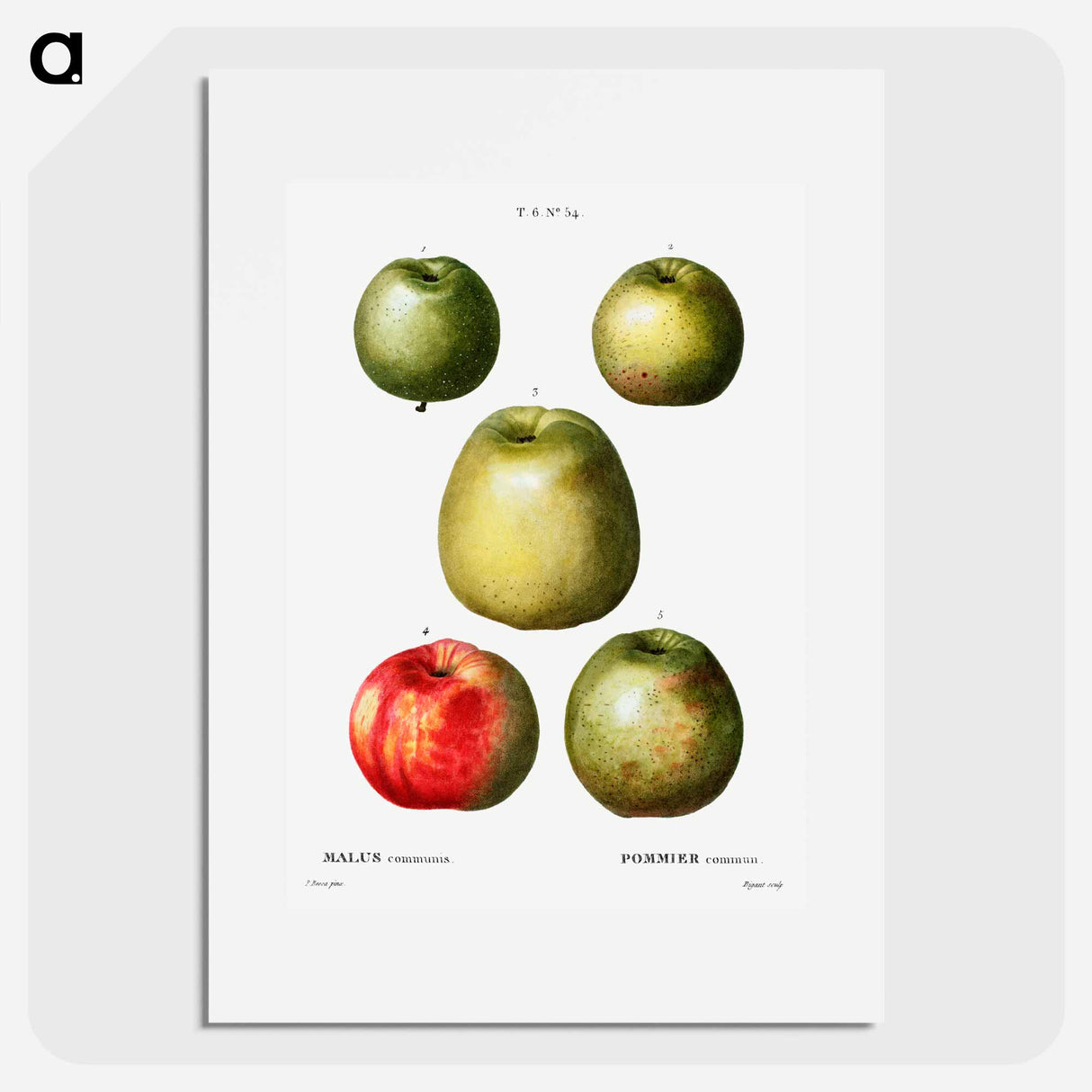 アートポスター-Apple - ピエール ジョゼフ ルドゥーテ Poster.