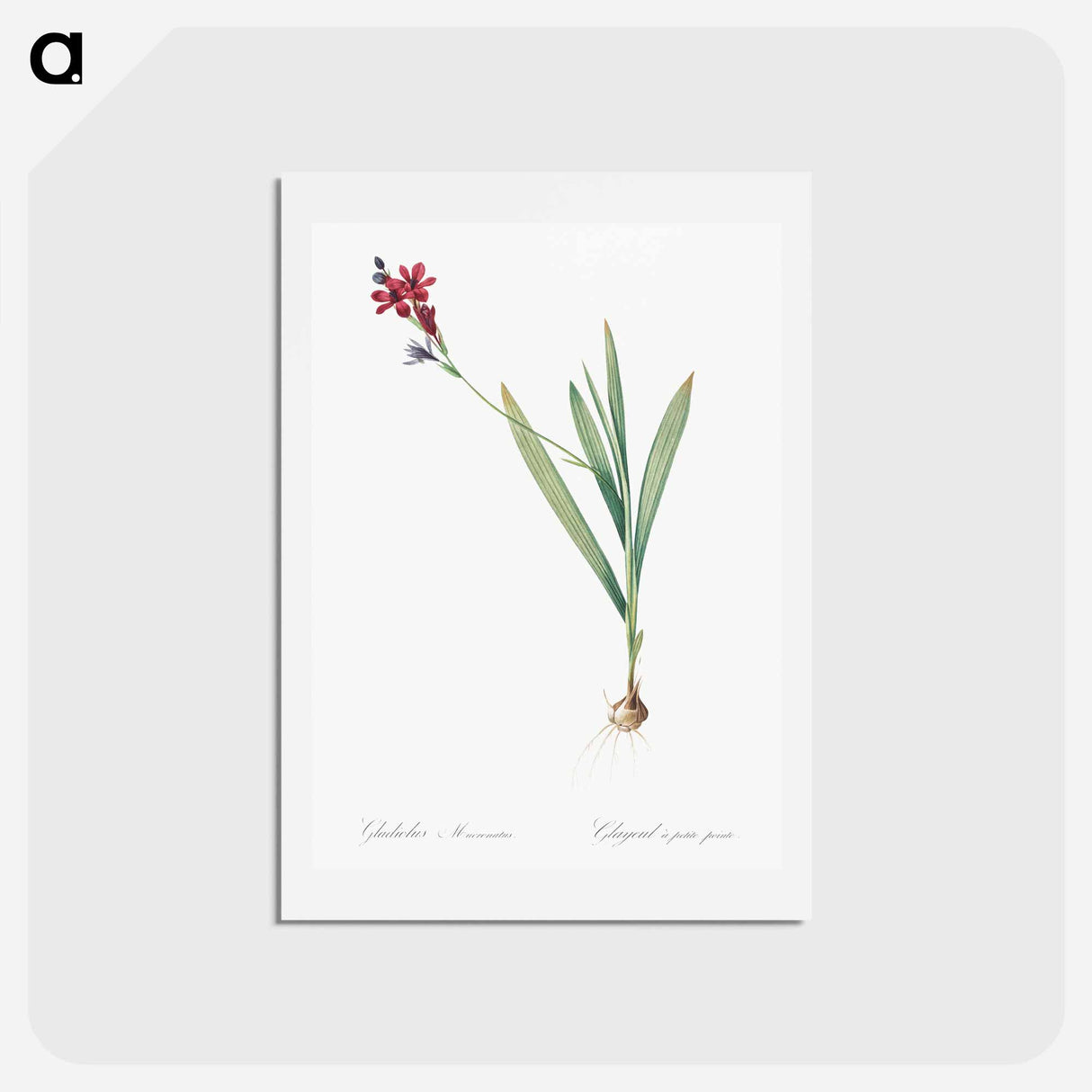 アートポストカード-Gladiolus mucronatus illustration - ピエール ジョゼフ ルドゥーテ Postcard.