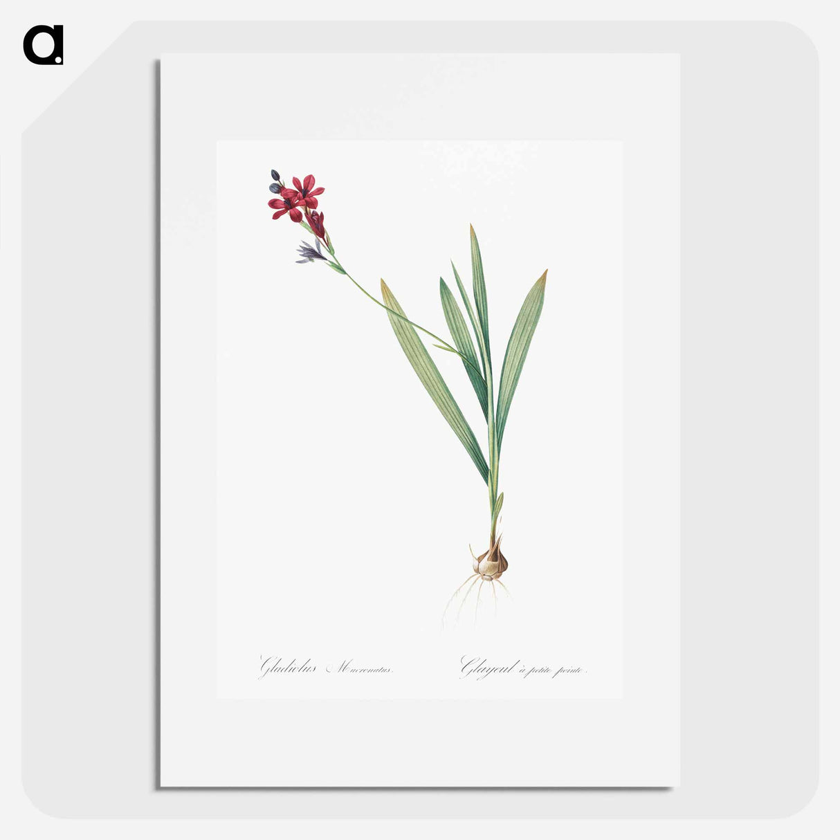 Gladiolus mucronatus illustration - Pierre Joseph Redouté Poster.