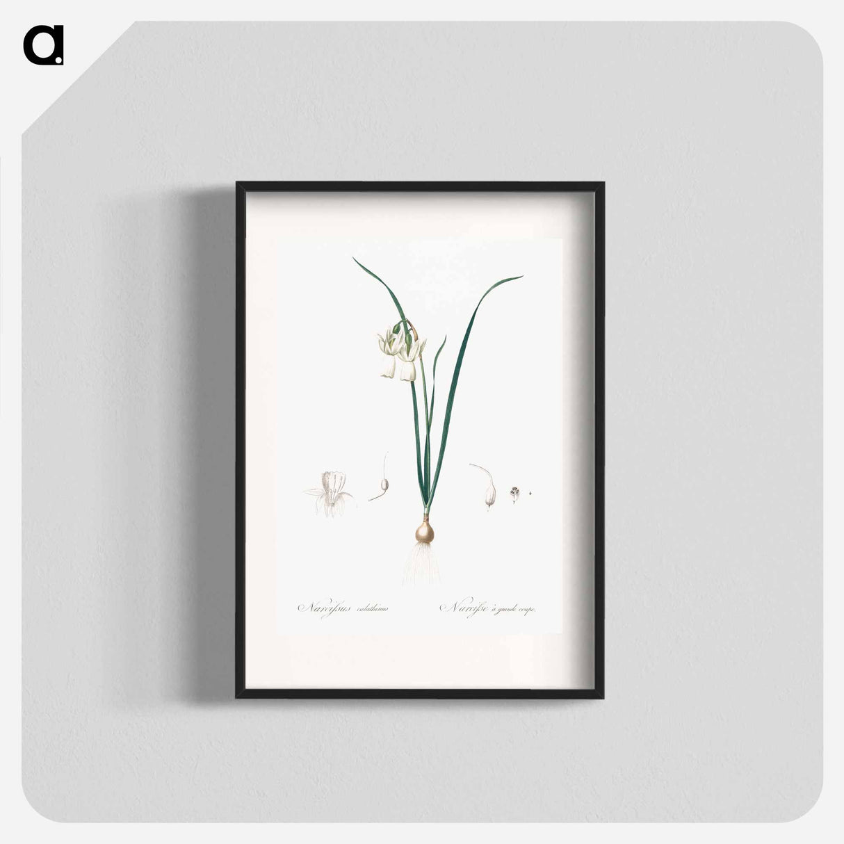 Angel's tears - Pierre Joseph Redouté Poster.