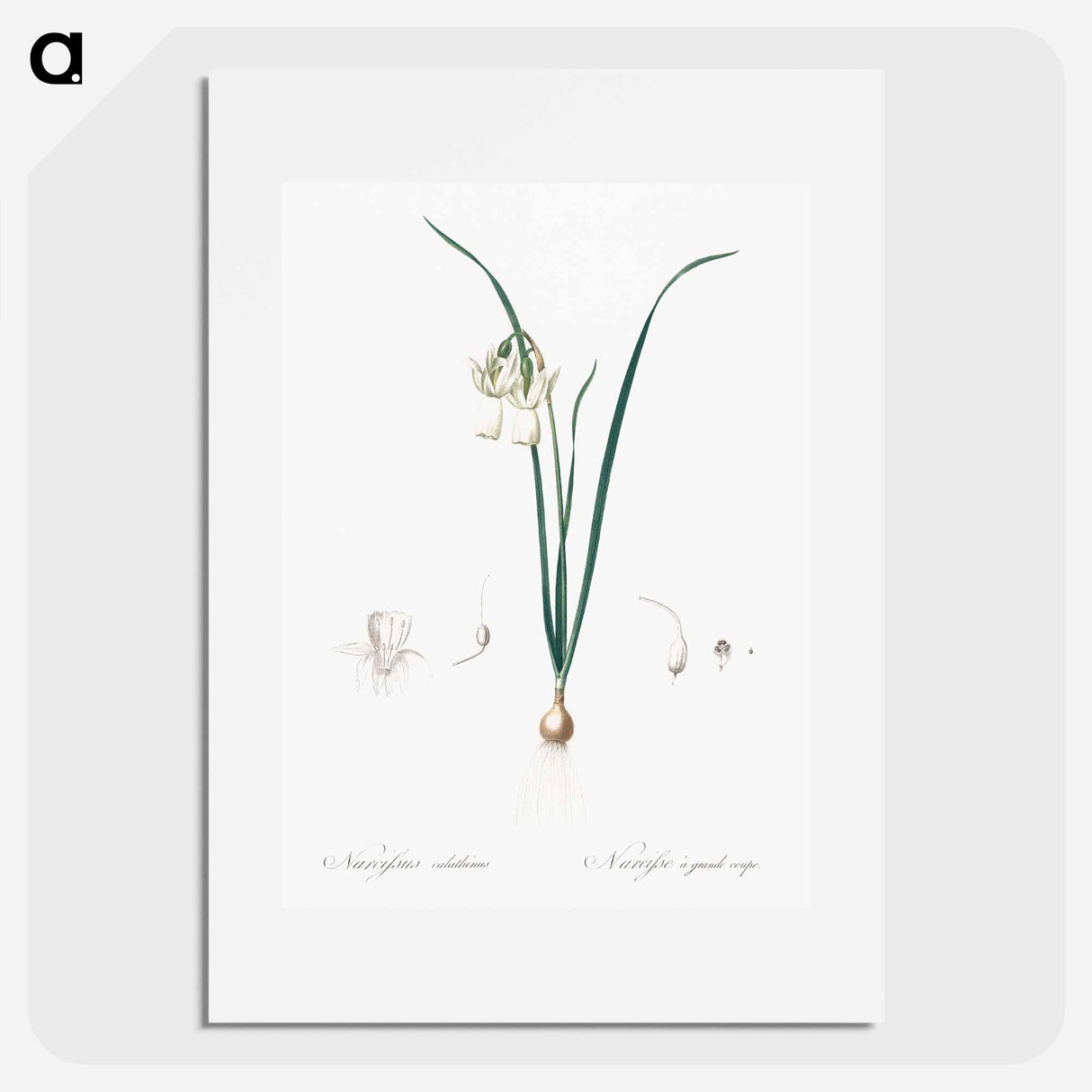 Angel's tears - Pierre Joseph Redouté Poster.