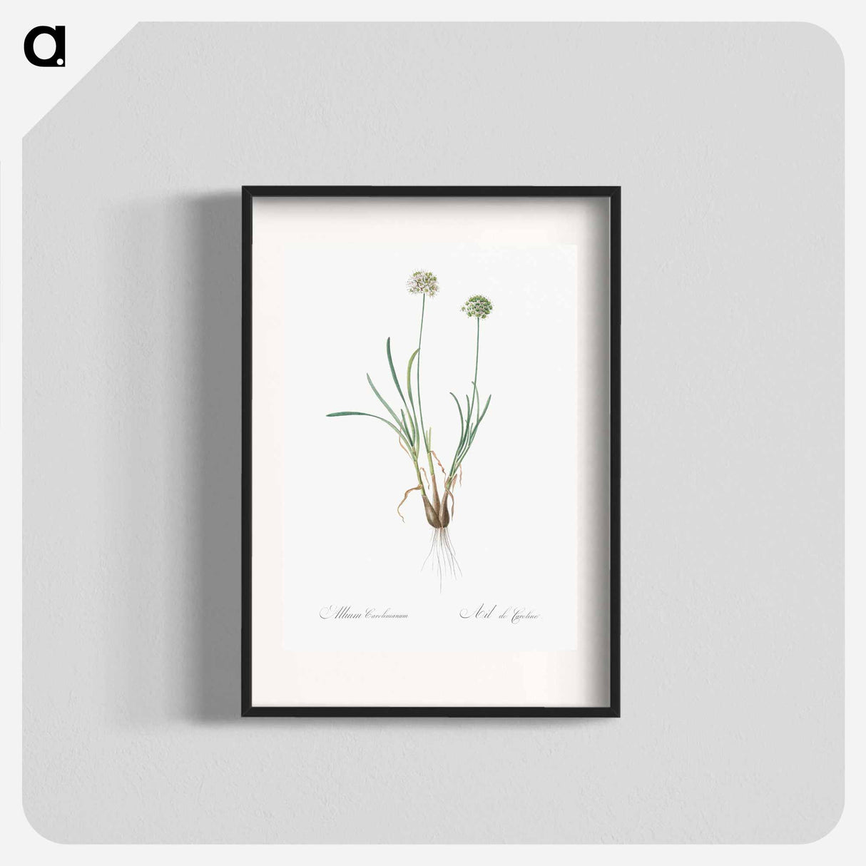 Allium carolinianum - ピエール ジョゼフ ルドゥーテ Poster.