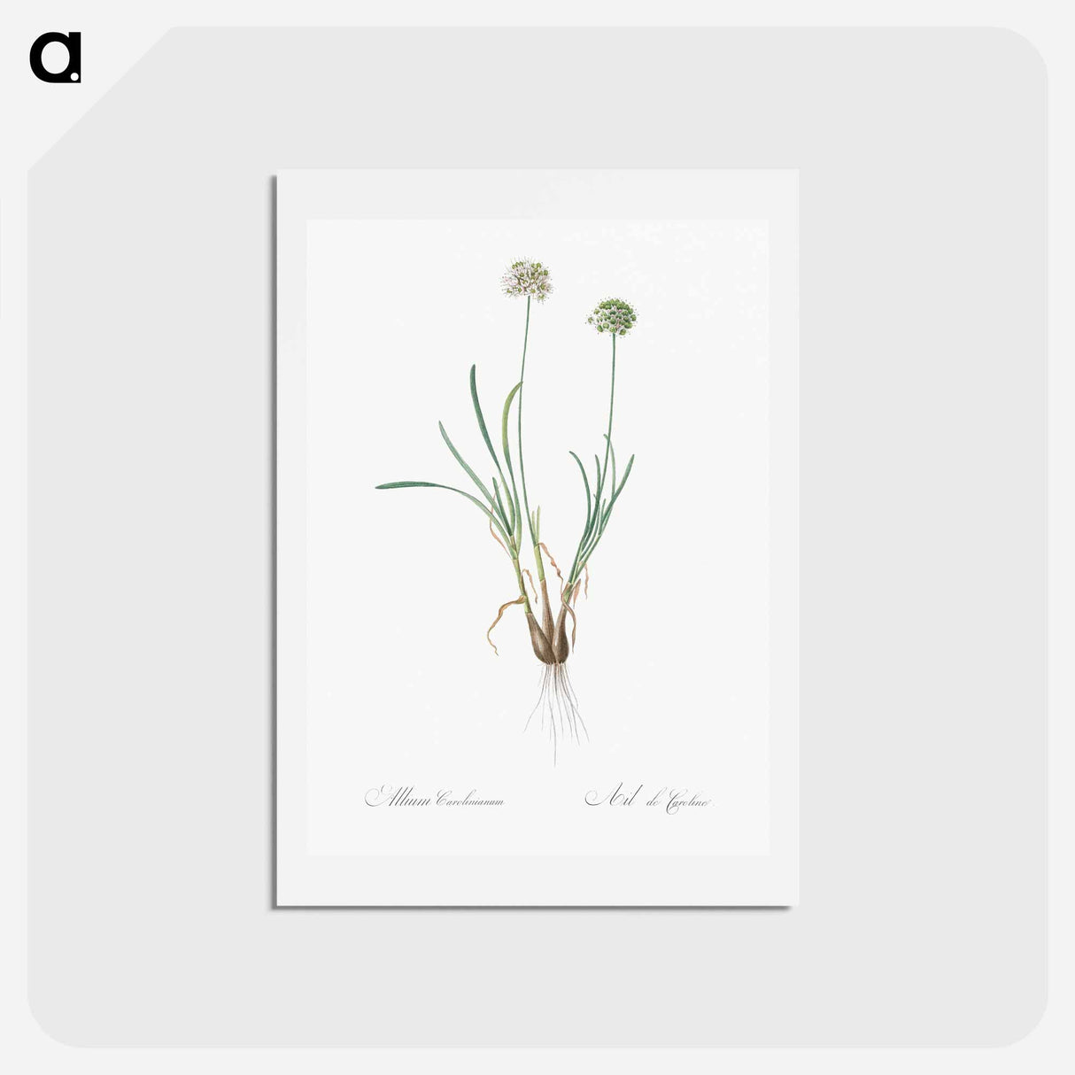 アートポストカード-Allium carolinianum - ピエール ジョゼフ ルドゥーテ Postcard.
