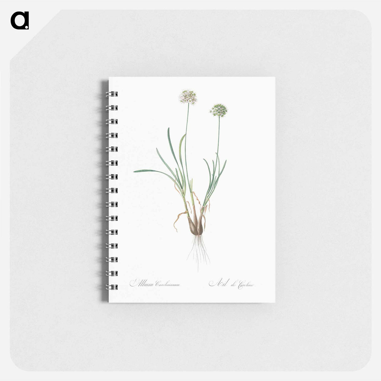 アートメモ帳-Allium carolinianum - ピエール ジョゼフ ルドゥーテ Memo.
