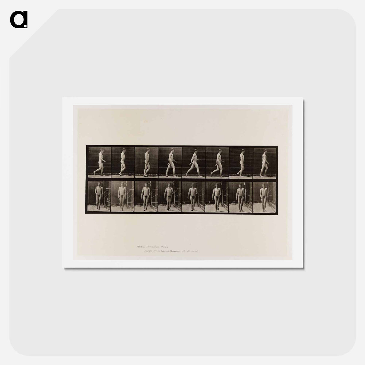 アートポストカード-Naked Man Walking
- エドワード マイブリッジ Postcard.