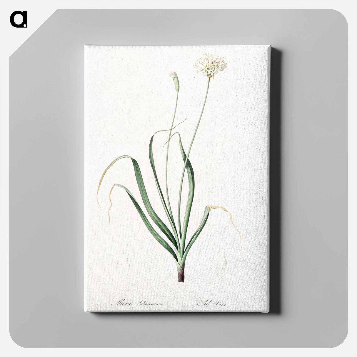 アートパネル-Hairy garlic illustration - ピエール ジョゼフ ルドゥーテ Canvas.