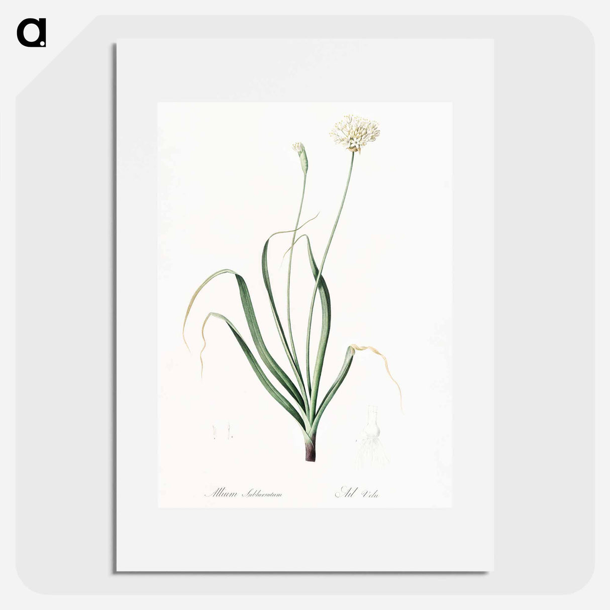 Hairy garlic illustration - Pierre Joseph Redouté Poster.