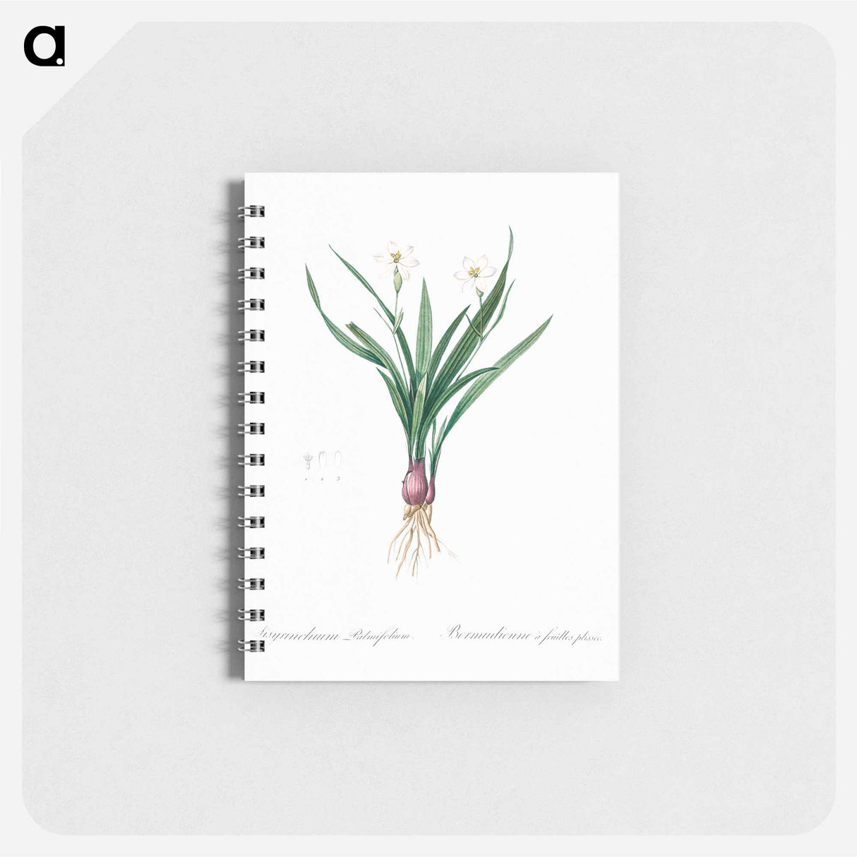 Lagrimas de la virgen - ピエール ジョゼフ ルドゥーテ Memo.