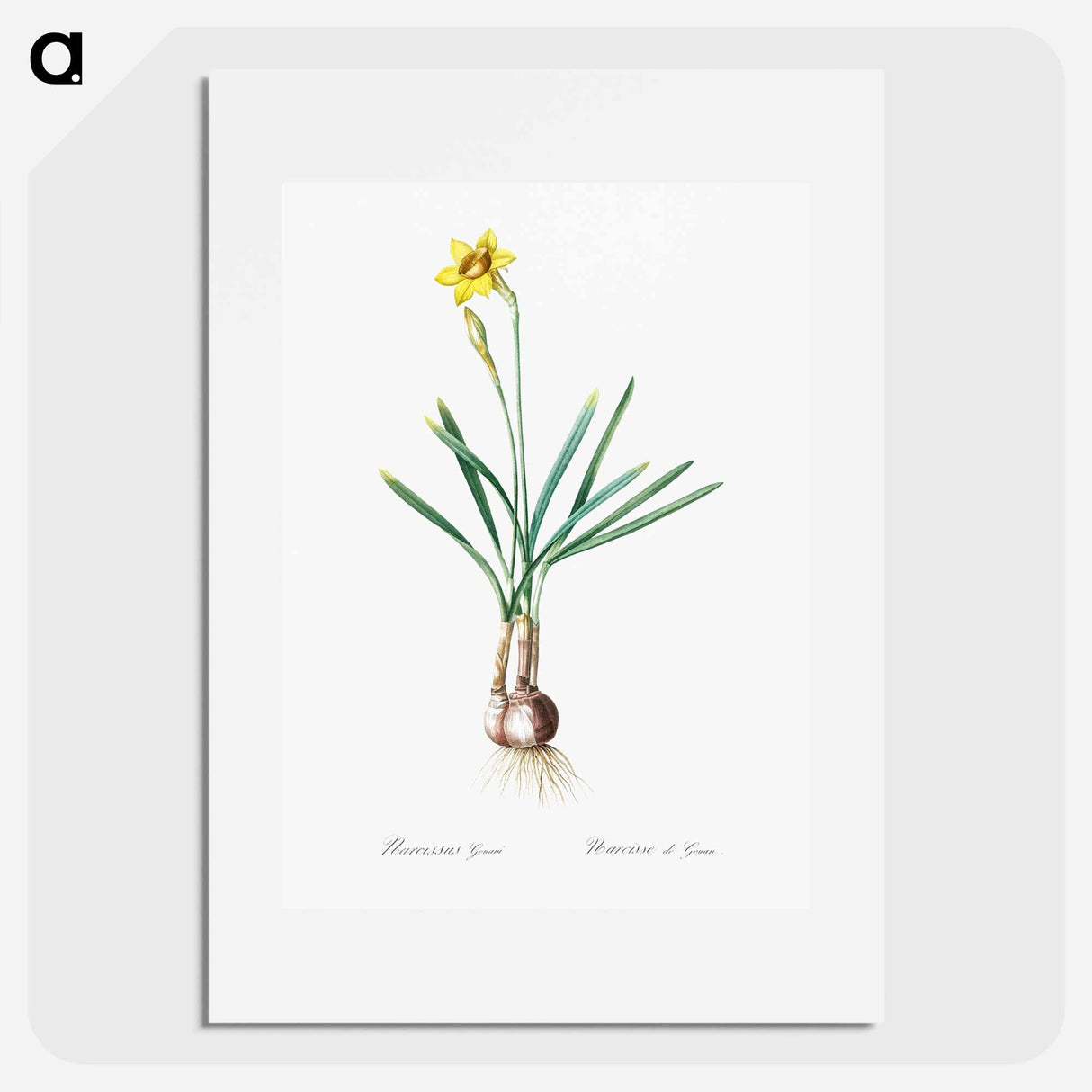 Narcissus Gouani illustration from Les liliacées - Pierre-Joseph Redouté Poster.