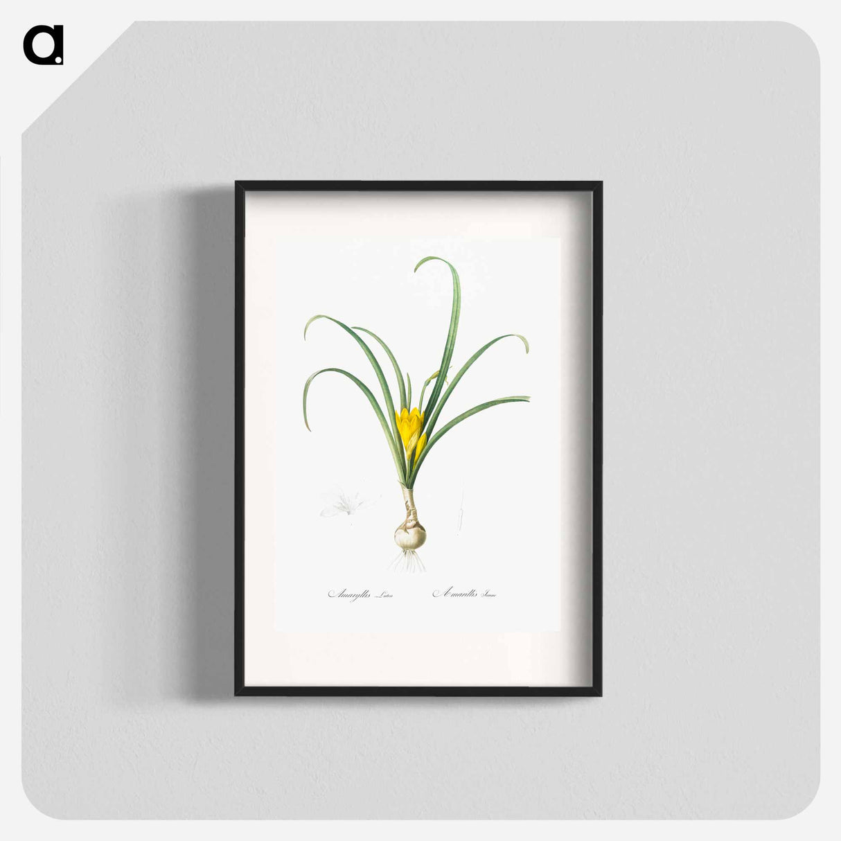 Yellow autumn crocus illustration - Pierre Joseph Redouté Poster.