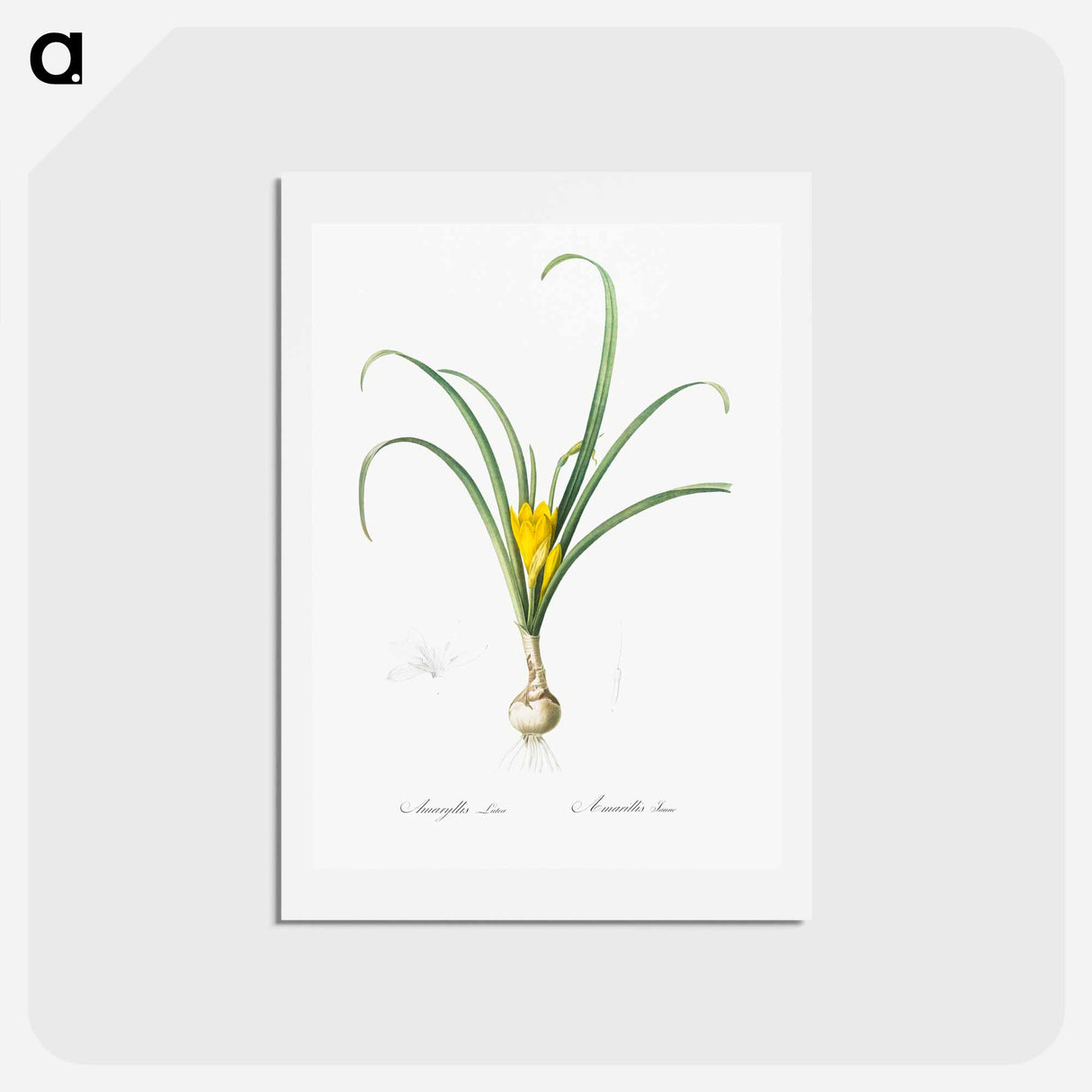 アートポストカード-Yellow autumn crocus illustration - ピエール ジョゼフ ルドゥーテ Postcard.