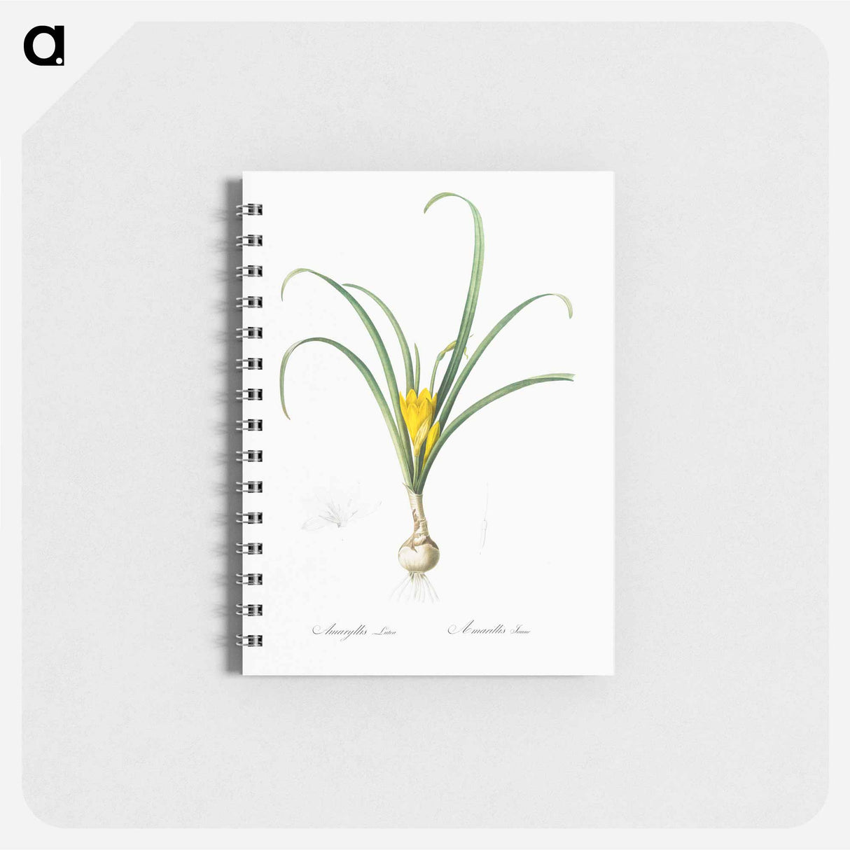 Yellow autumn crocus illustration - ピエール ジョゼフ ルドゥーテ Memo.