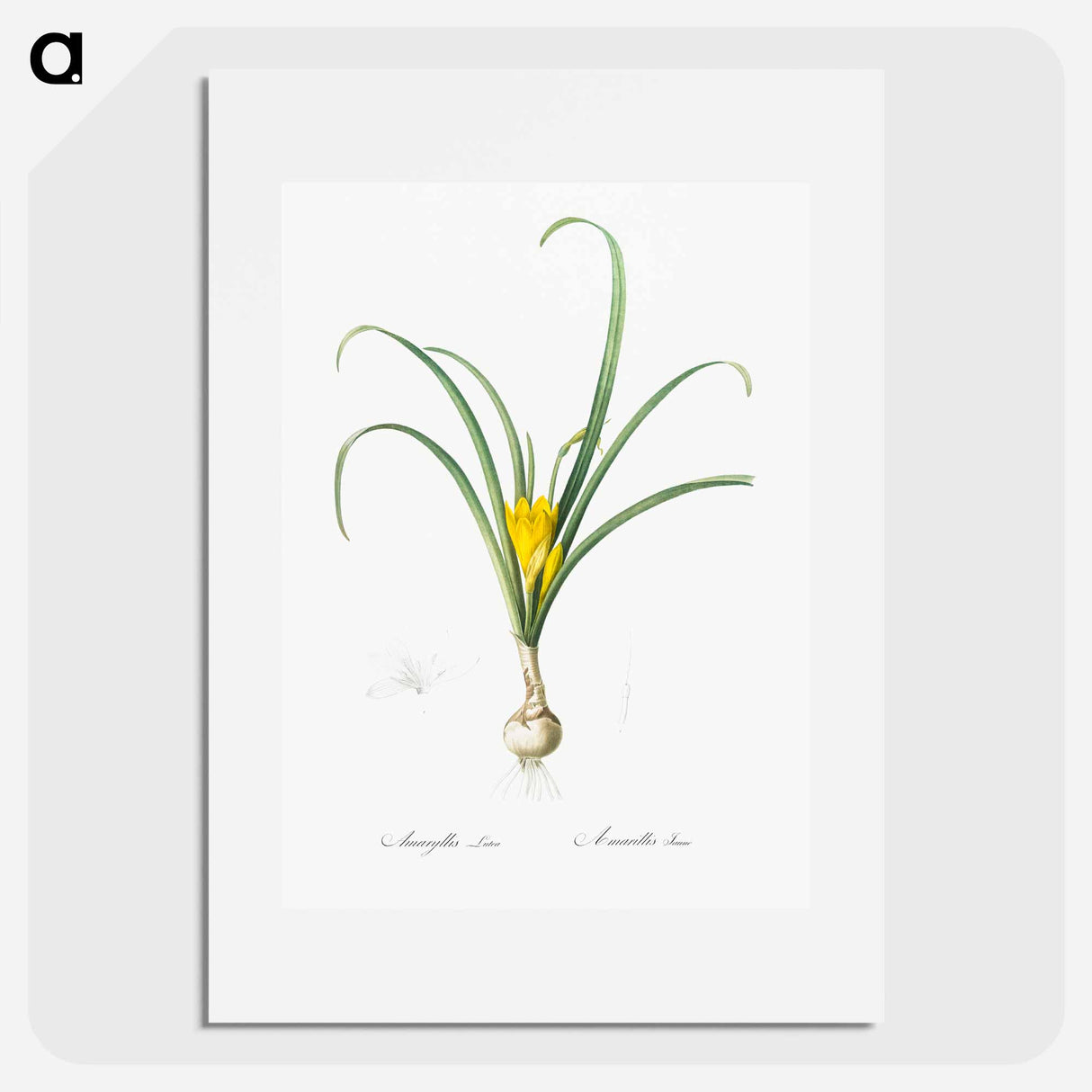 Yellow autumn crocus illustration - Pierre Joseph Redouté Poster.