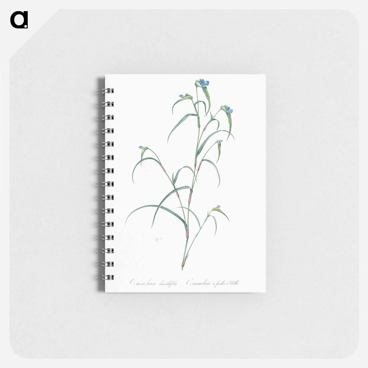 アートメモ帳-Birdbill dayflower illustration - ピエール ジョゼフ ルドゥーテ Memo.
