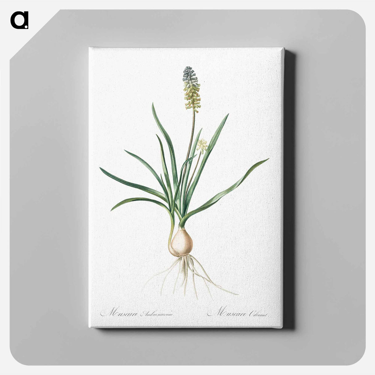 アートパネル-Muscari ambrosiacum illustration - ピエール ジョゼフ ルドゥーテ Canvas.