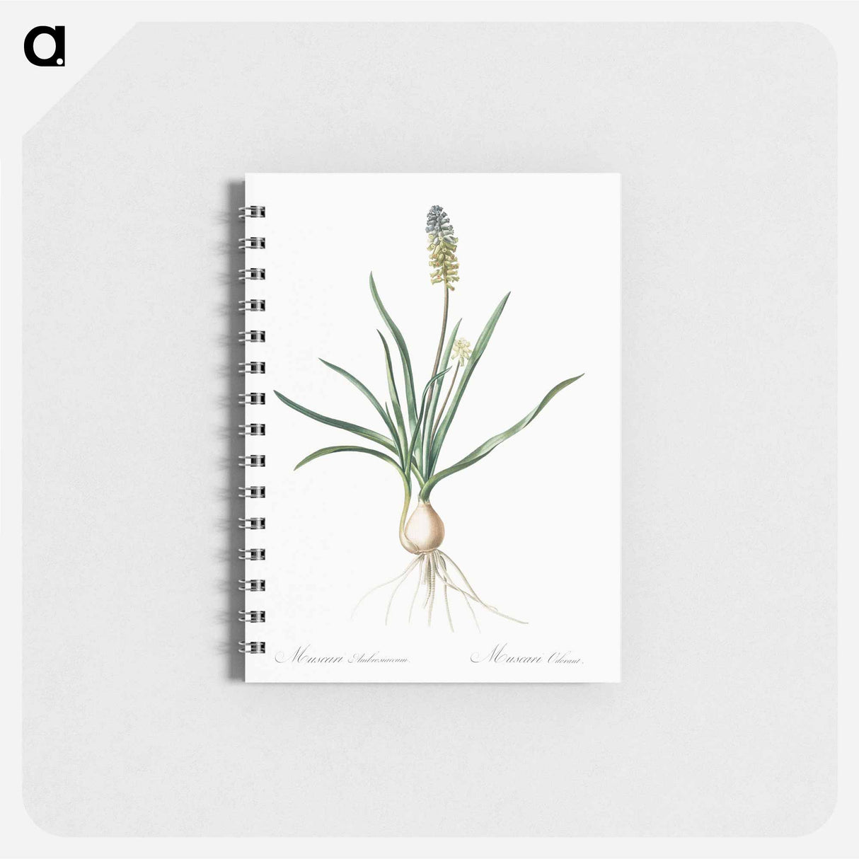 Muscari ambrosiacum illustration - ピエール ジョゼフ ルドゥーテ Memo.