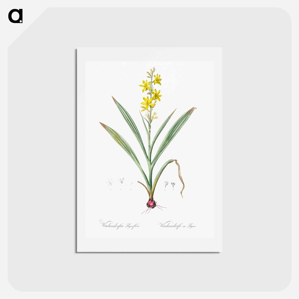 アートポストカード-Wachendorfia thyrsiflora - ピエール ジョゼフ ルドゥーテ Postcard.