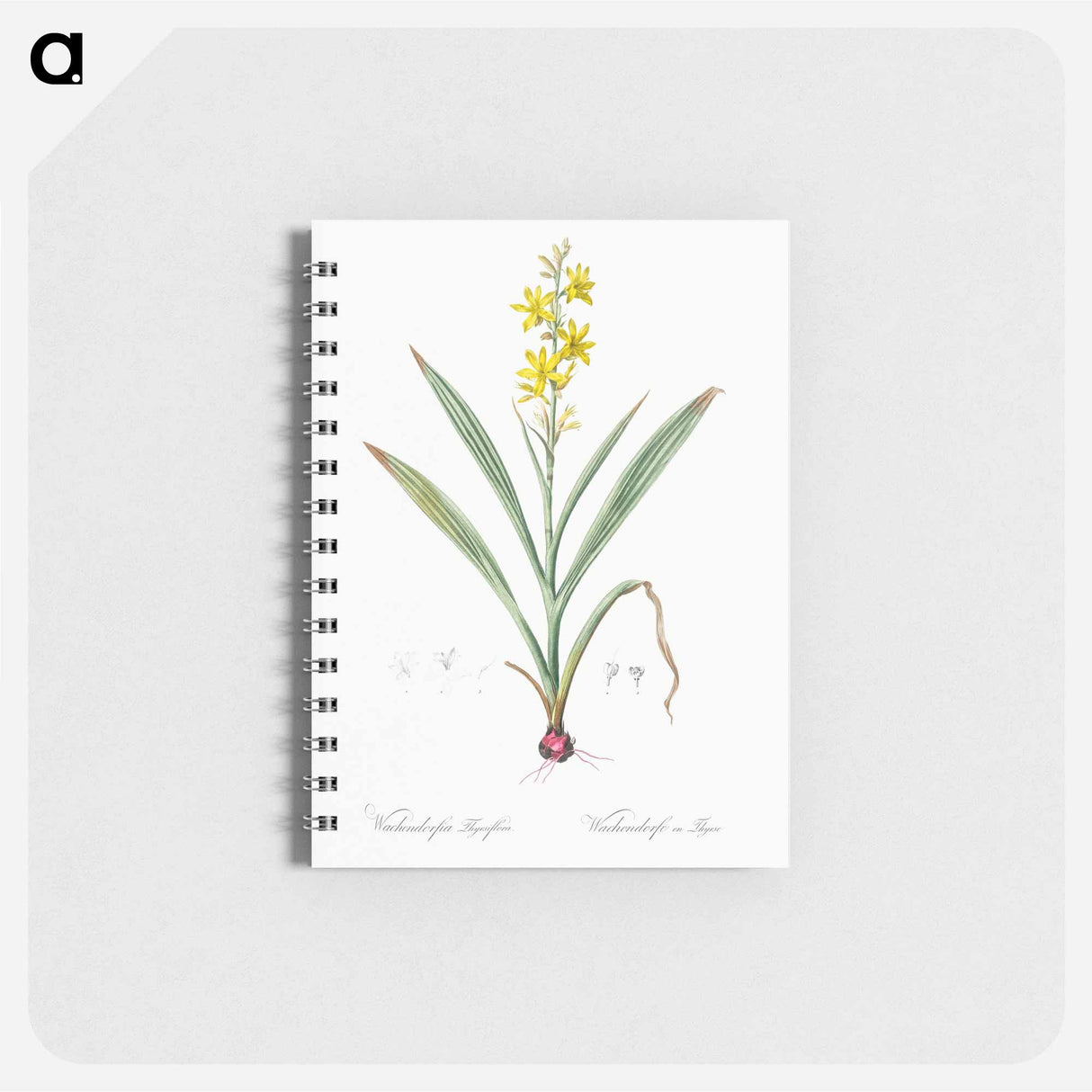 Wachendorfia thyrsiflora - ピエール ジョゼフ ルドゥーテ Memo.