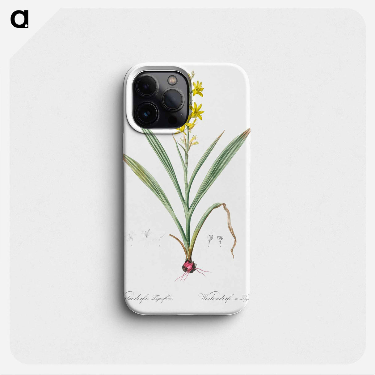 Wachendorfia thyrsiflora - Pierre Joseph Redouté Phone Case.