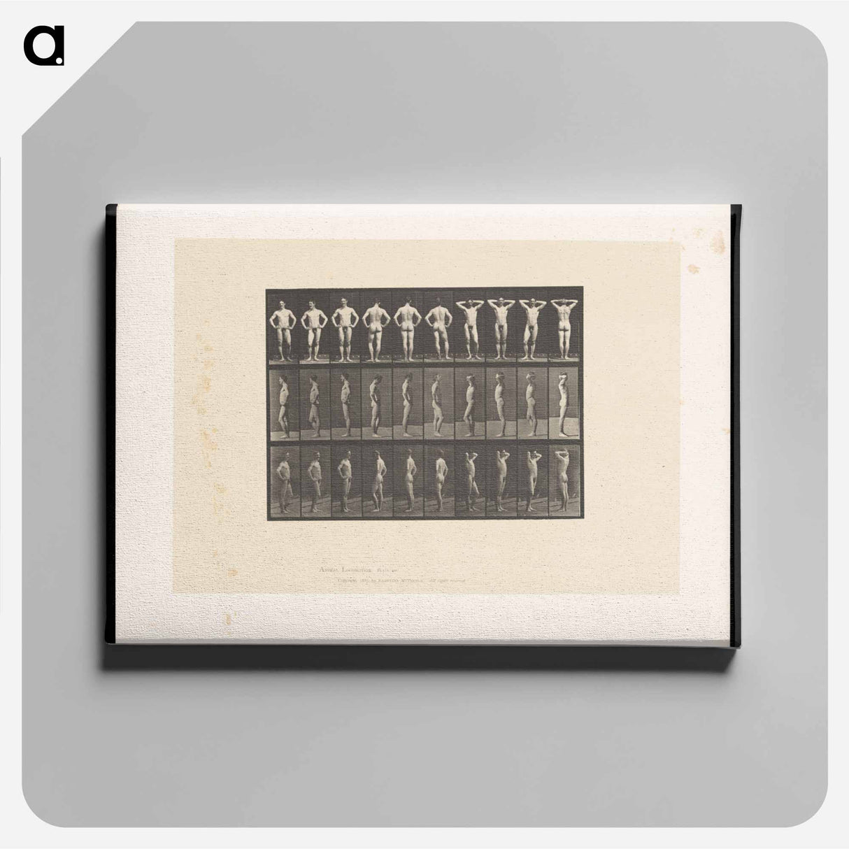 アートパネル-Naked Man Clasped
- エドワード マイブリッジ Canvas.