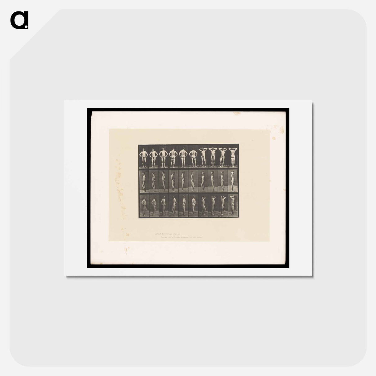 アートポストカード-Naked Man Clasped
- エドワード マイブリッジ Postcard.