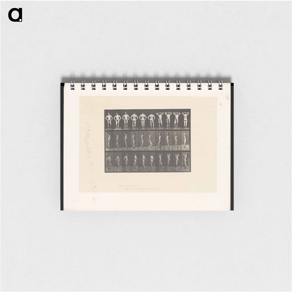 アートメモ帳-Naked Man Clasped
- エドワード マイブリッジ Memo.