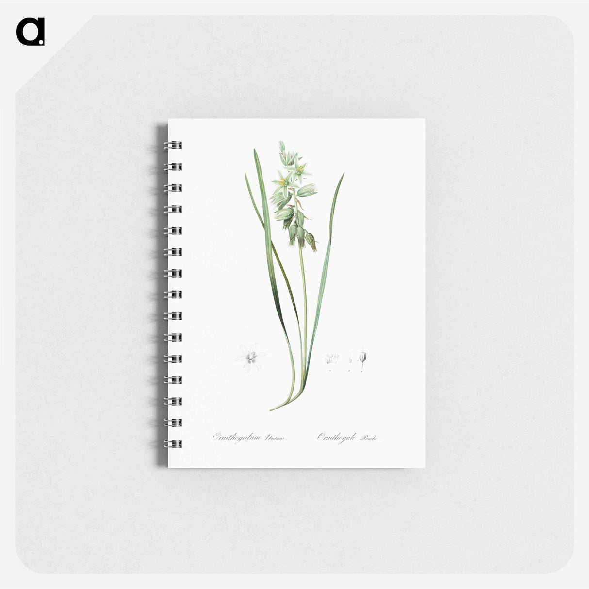 Drooping star-of-bethlehem illustration - ピエール ジョゼフ ルドゥーテ Memo.