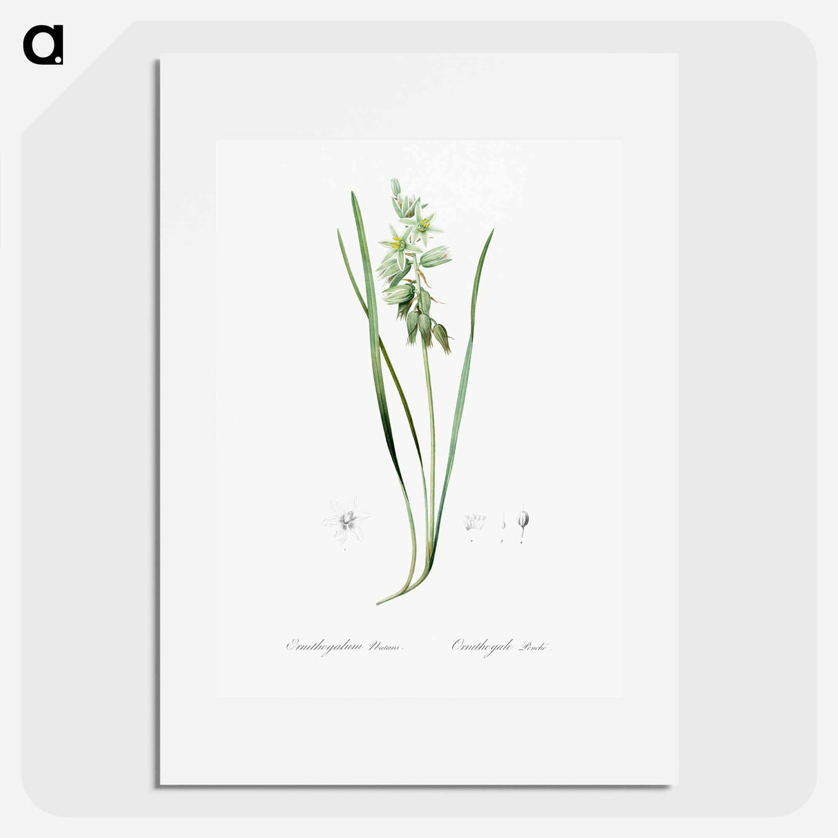 Drooping star-of-bethlehem illustration - Pierre Joseph Redouté Poster.