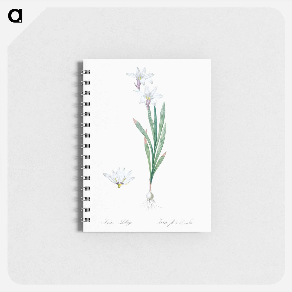 Ixia Liliago - ピエール ジョゼフ ルドゥーテ Memo.