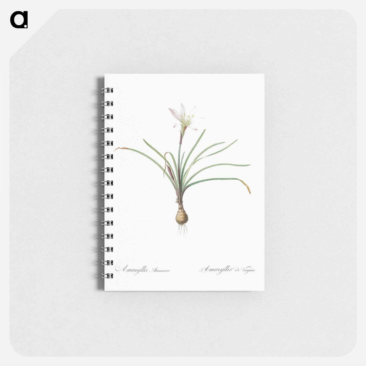 Rain lily illustration - ピエール ジョゼフ ルドゥーテ Memo.