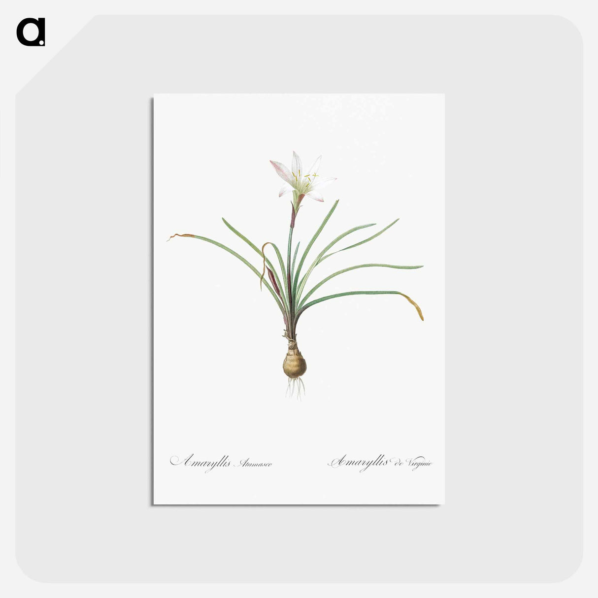 アートポストカード-Rain lily illustration - ピエール ジョゼフ ルドゥーテ Postcard.