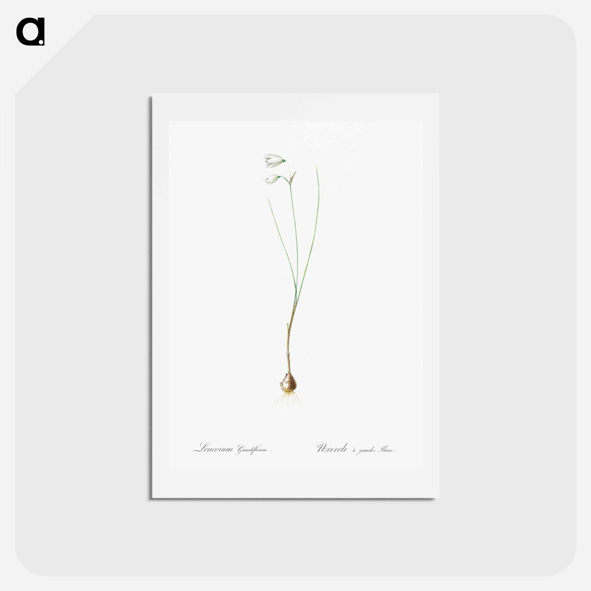 アートポストカード-Snowbell illustration - ピエール ジョゼフ ルドゥーテ Postcard.