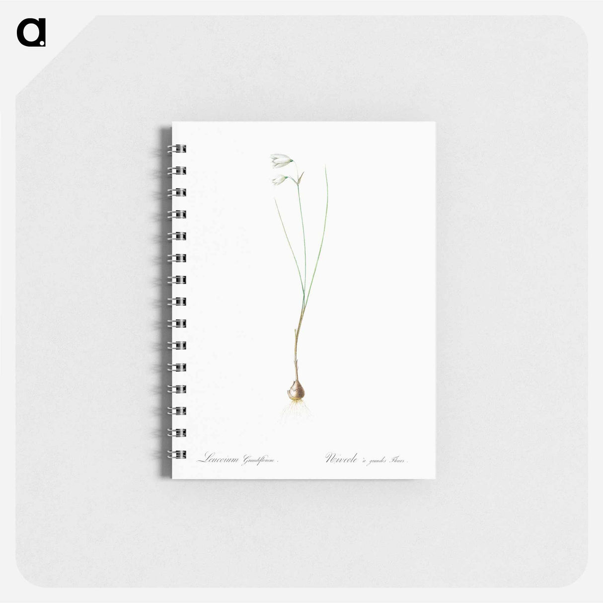 Snowbell illustration - ピエール ジョゼフ ルドゥーテ Memo.