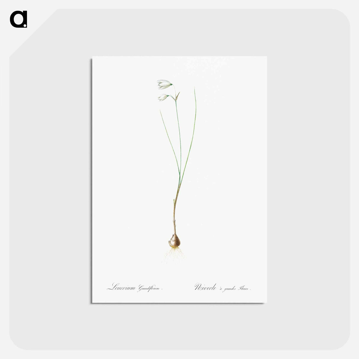 アートポストカード-Snowbell illustration - ピエール ジョゼフ ルドゥーテ Postcard.